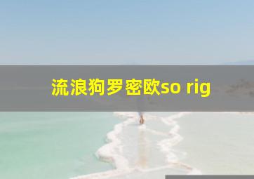 流浪狗罗密欧so rig